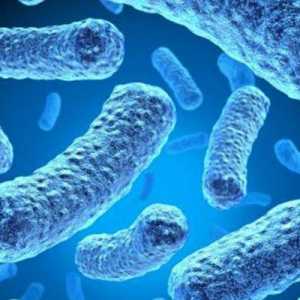 Bakposev mikroflóru a citlivost k antibiotikům: základ pro účely analýzy, dešifrování