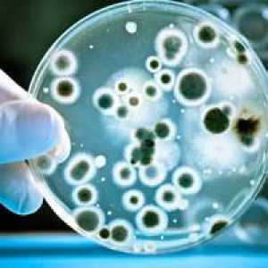 Bakterie a viry - základem mikrosvěta