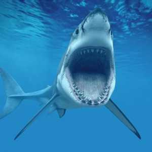 Белая гигантская акула - самая опасная морская хищница