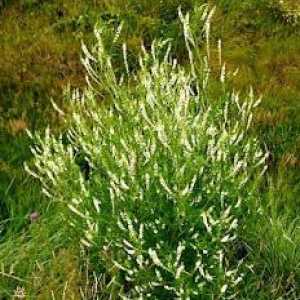 Белый донник - ценное растение с лечебными свойствами