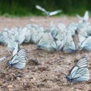 Боярышница - бабочка белая с черными прожилками