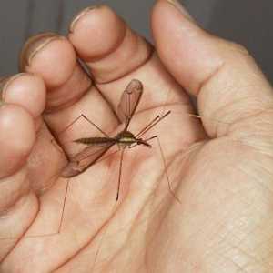 Большой комар-долгоножка – ценное звено в цепочке окружающей среды