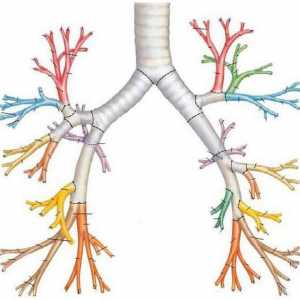 Bronchiální druhy dech a formy abnormálního dýchání