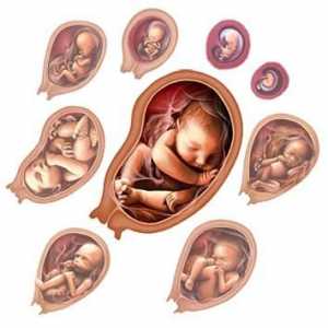 Těhotné ženy: vývoj plodu týden po týdnu