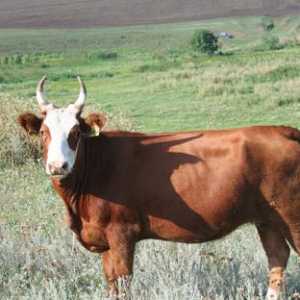 Быки: породы быков и их характеристики. Мясные породы быков