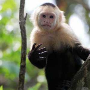 Цепкохвостая обезьяна: описание, виды, среда обитания