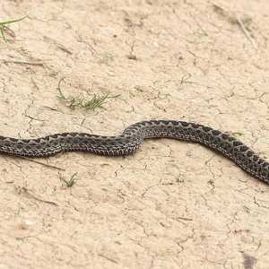 Чего боятся змеи и как избежать их укуса?