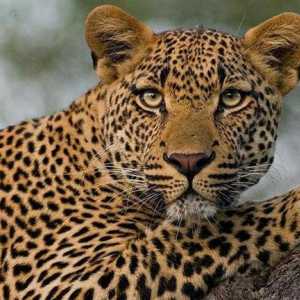 Чем отличается гепард от леопарда: описание и различия хищников