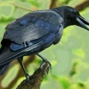 Черная ворона - мудрая страшная птица