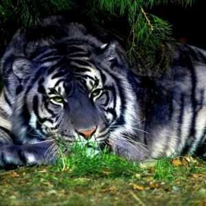 Black Tiger - znamení vodního prvku
