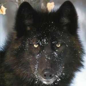 Черный волк - обитатель Канады и Аляски