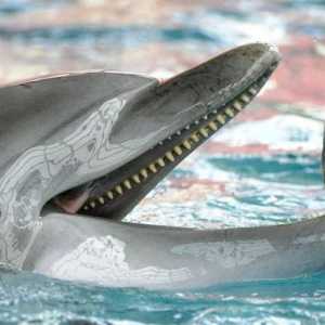 Что едят дельфины, какое их любимое лакомство?