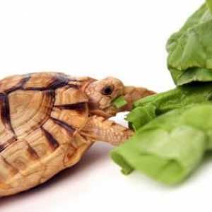 To, co je jíst želvy doma a jak správně obsahovat?