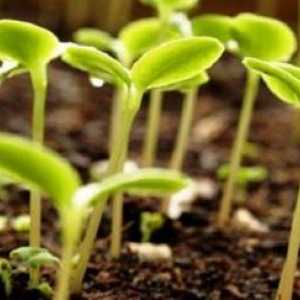 Co je třeba pěstovat v dubnu v otevřeném terénu?