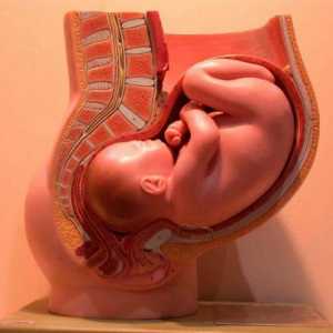 Что такое эмбриология? Что изучает наука эмбриология?