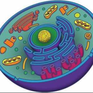 Что такое органоид? Строение и функции органоидов. Органоиды растительной клетки. Органоиды…