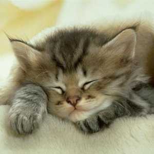Jaký sen to? Snít o kočky - co by to mohlo být?