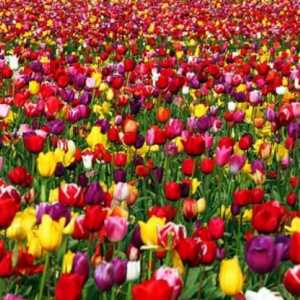 Barvy tulipánů. Hodnota barvy tulipány
