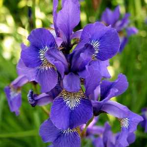 Květina fialová - prvek pohádky