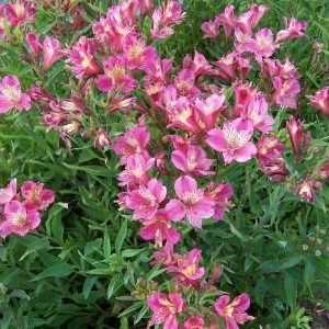 Alstroemeria květiny - dekorace pro vaši zahradu