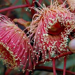 Květiny Eucalyptus: nádherný výtvor přírody