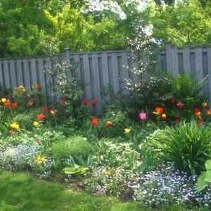 Zahradní květiny: trvalky pro zahradní a květinové záhony