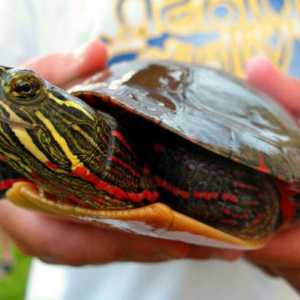Dekorační želvy: péče, typy a charakteristiky obsahu