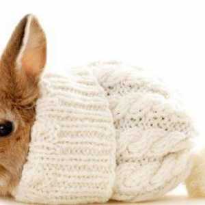 Декоративные кролики: продолжительность жизни и условия содержания