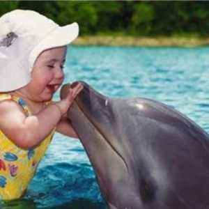 Дельфин - животное или существо разумное?