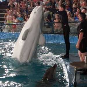 Delfinárium v ​​Čeljabinsk - zábavný víkend pro celou rodinu