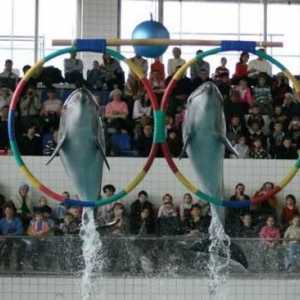 Delfinárium v ​​Naberezhnye Chelny - spousta zábavy a pozitivní