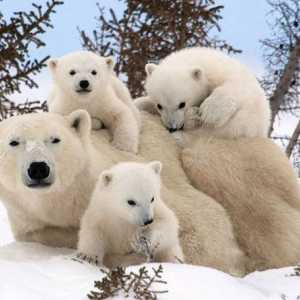 Den ledního medvěda - co je to svátek, a jak můžete oslavit?