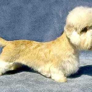 Dandy Dinmont Terrier: chovat popis, fotografie