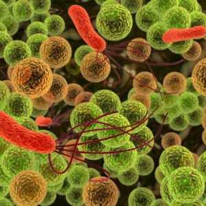 Dysbacteriosis: symptomy. střevní dysbióza u dětí a dospělých