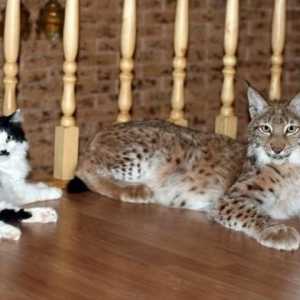 Domácí zvířata lynx - Všemi oblíbený