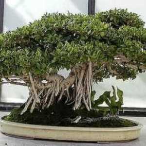 Home Flower Ficus: typy a péče