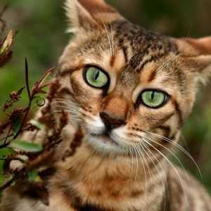 Home leopard cat - ztělesněním milosti a elegance