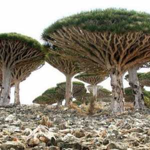 Zajímavosti Socotra Island. Kde je ostrov Sokotra?