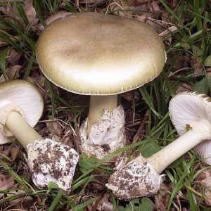 Двойники грибов - опасные дары леса