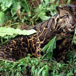 Дымчатый леопард – грозный хищник тропиков