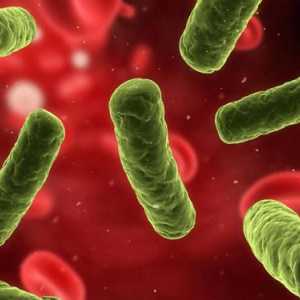 Enterobacter cloacae: norma a patologie