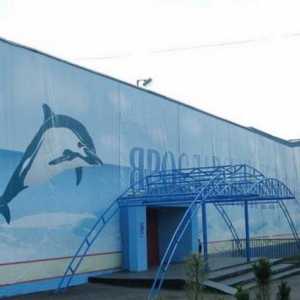 Pokud přijedete v Jaroslavli, je delfinárium nezapomeňte navštívit!