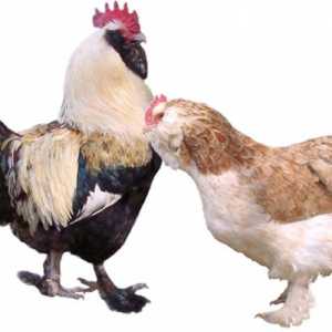 Faverolles Chicken (kuřecí maso plemene): popis a hodnocení