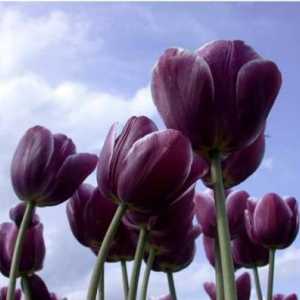 Фиолетовые цветы в саду - это роскошно и гламурно