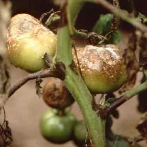 Фитофтора на помидорах: методы борьбы и профилактика