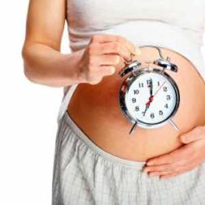 Tvorba plodu týdnech těhotenství. vývoj plodu podle týdne