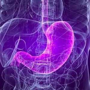 Funkce žaludku a struktura