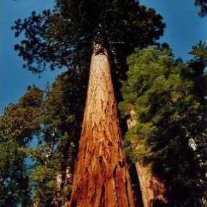 Где растет самое большое дерево на Земле