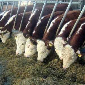 Герефордская порода коров: особенности разведения, содержание, цены на молодняк и племенных особей