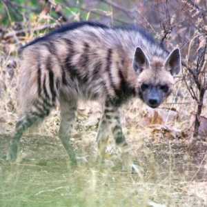Гиена полосатая (Hyaena hyaena): описание, ареал обитания. Мир гиен